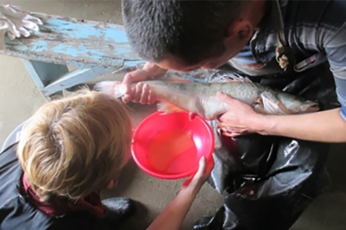 Технологические приемы получения рыбопосадочного материала и товарного выращивания судака