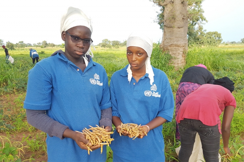 Iniciativa Gambia Songhai