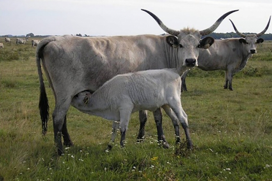 SMS system on meat origin control