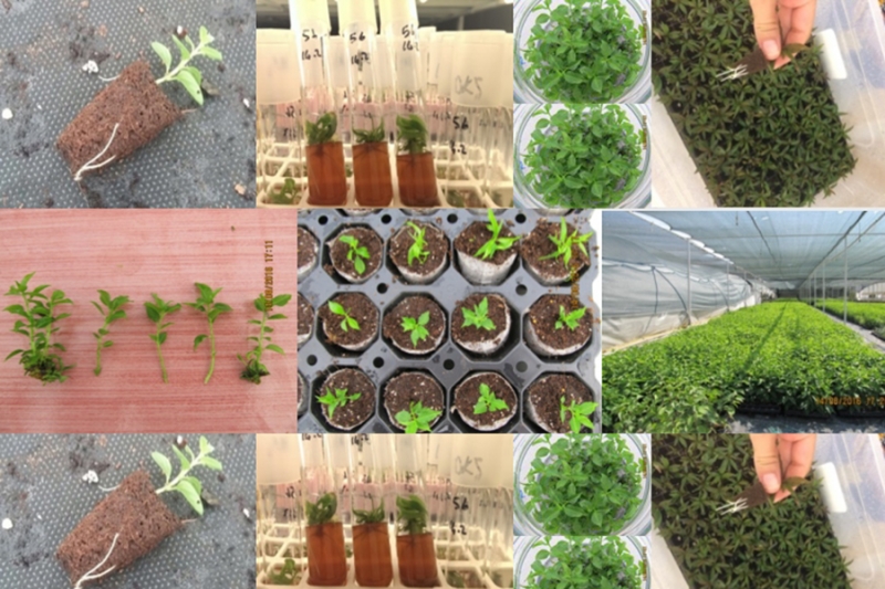 Rooting the rootless plant directly into the external adaption media in tissue culture propagation