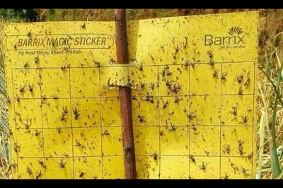 Pi&egrave;ge chromatique Le Sticker Magique Barrix - Jaune