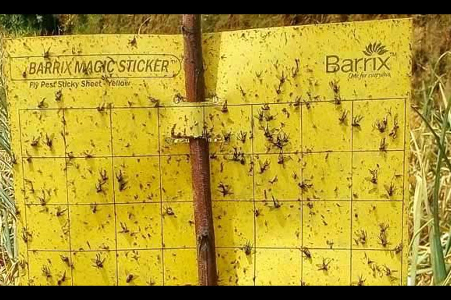 Pi&egrave;ge chromatique Le Sticker Magique Barrix - Jaune