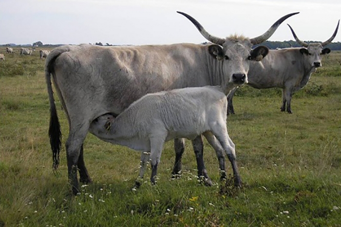 SMS-система контроля мяса