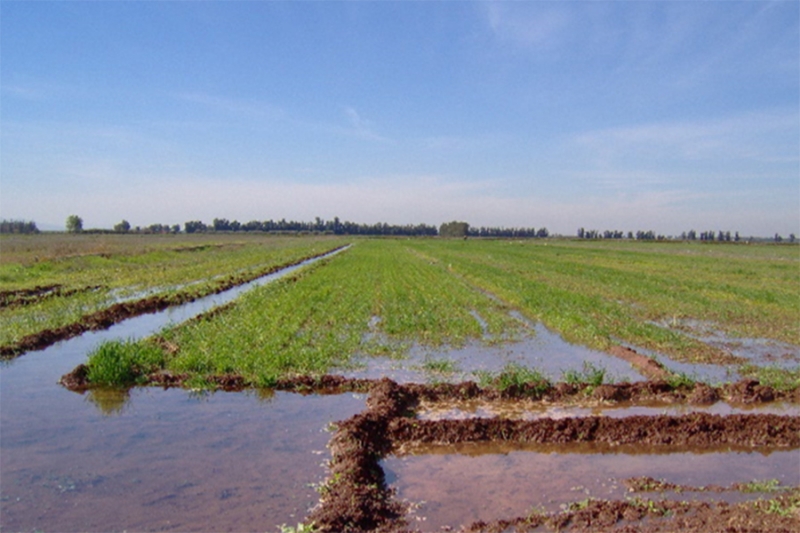 Irrigation de d&eacute;ficit