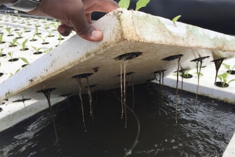 Treinamento de campe&otilde;es sobre o uso da tecnologia aquap&ocirc;nica