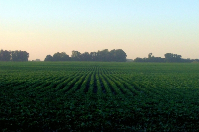 Multistripe Laser Triangulation Scanner