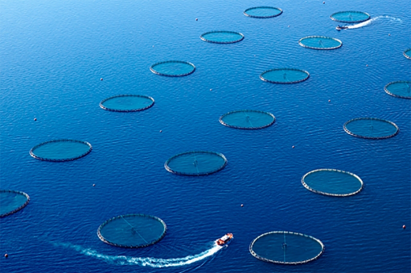R&eacute;soudre l&amp;#39;aquaculture a provoqu&eacute; des conflits