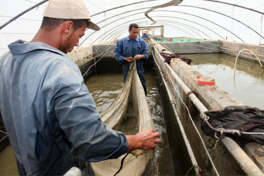 الأمن الغذائي: تنمية ثقافة الأسماك في أفريقيا