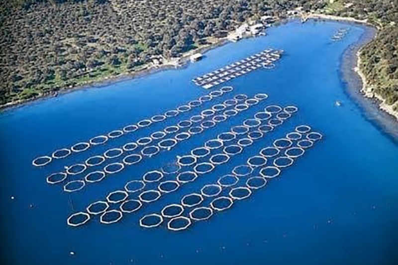 Renforcement des capacit&eacute;s de l&amp;#39;aquaculture en Turquie