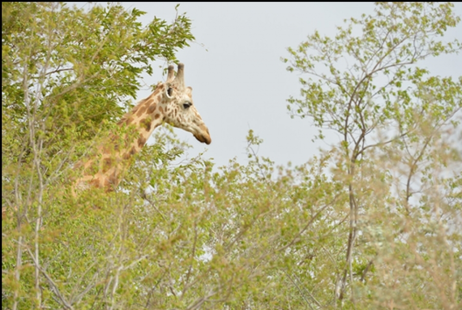 Programa de Apoio a Parques de Acordo
