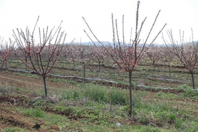 Online Information Toolkit for access to funding (Instrument for Pre-accession Assistance for Rural Development (IPARD) in Macedonia