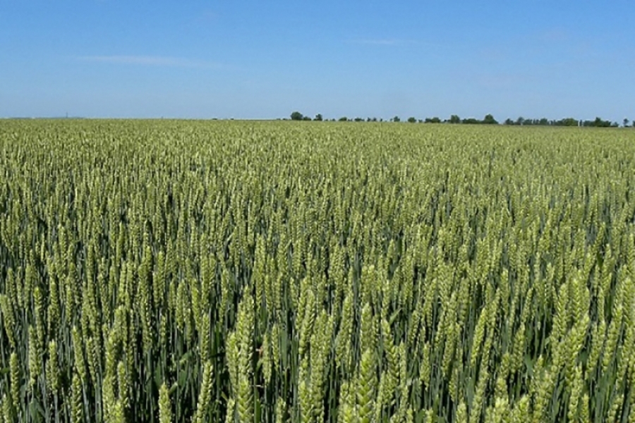 Use of &ldquo;Novum wheat&rdquo; in animal feeding