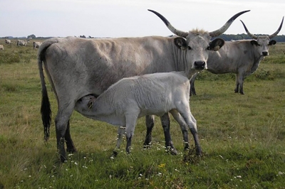 Syst&egrave;me SMS sur le contr&ocirc;le de l'origine de la viande