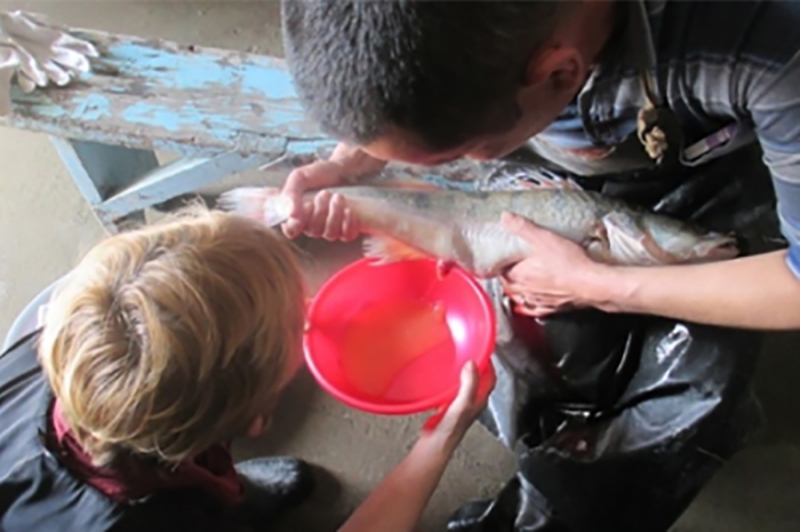 Technological methods for obtaining fish-planting material and commercial fish farming of pike perch