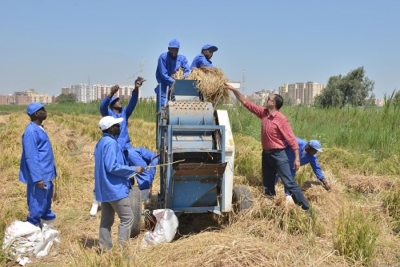 T&eacute;cnicas de cultivo de arroz para a &Aacute;frica