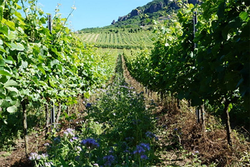 Protection des sols dans les vignobles en Hongrie